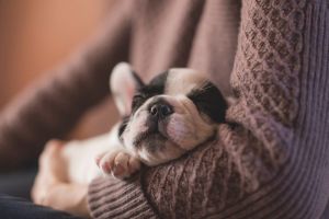 https://cdn.pixabay.com/photo/2016/11/22/19/41/adorable-1850276_960_720.jpg