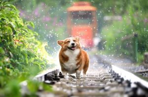 記事番号:143321/アイテムID:5518676の画像
