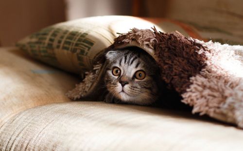ハマる猫続出 猫が喜ぶトンネルの人気おすすめランキング選 おすすめexcite