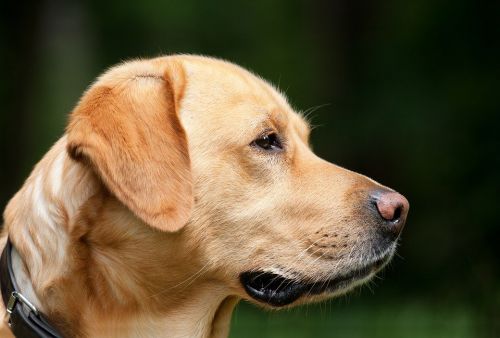 種類豊富 愛犬家必見 犬用マットのおすすめ人気ランキング15選 おすすめexcite