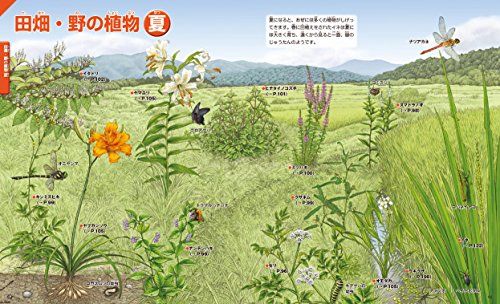 子どもも大人も楽しめる 植物図鑑のおすすめ人気ランキング25選 おすすめexcite