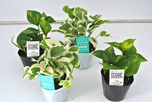 失敗しない おすすめ室内観葉植物ランキング25選 初心者でも おすすめexcite