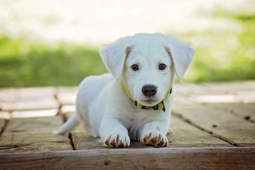 犬用シャンプー人気おすすめランキング選 低刺激で愛犬に優しい おすすめexcite