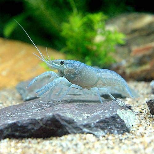 ザリガニの餌の人気おすすめランキング15選 家にあるものでも おすすめexcite