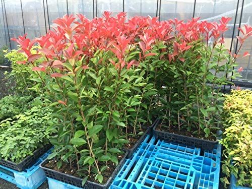 庭木の人気おすすめランキング25選 手入れのいらない庭木も紹介 おすすめexcite